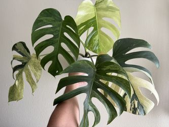 Monstera Mint NOID