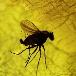 This extraordinary piece of Jurassic Baltic amber contains a preserved fly with visible traces of blood—a rare and captivating snapshot of prehistoric