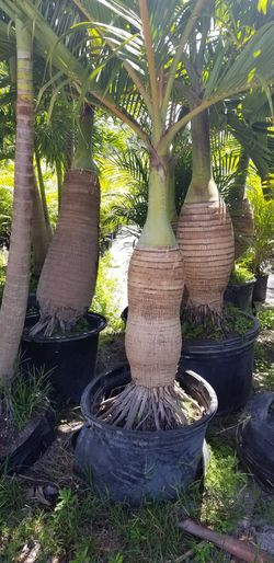 Bottle palms