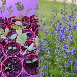 Blue Wild Indigo (Baptisia australis)