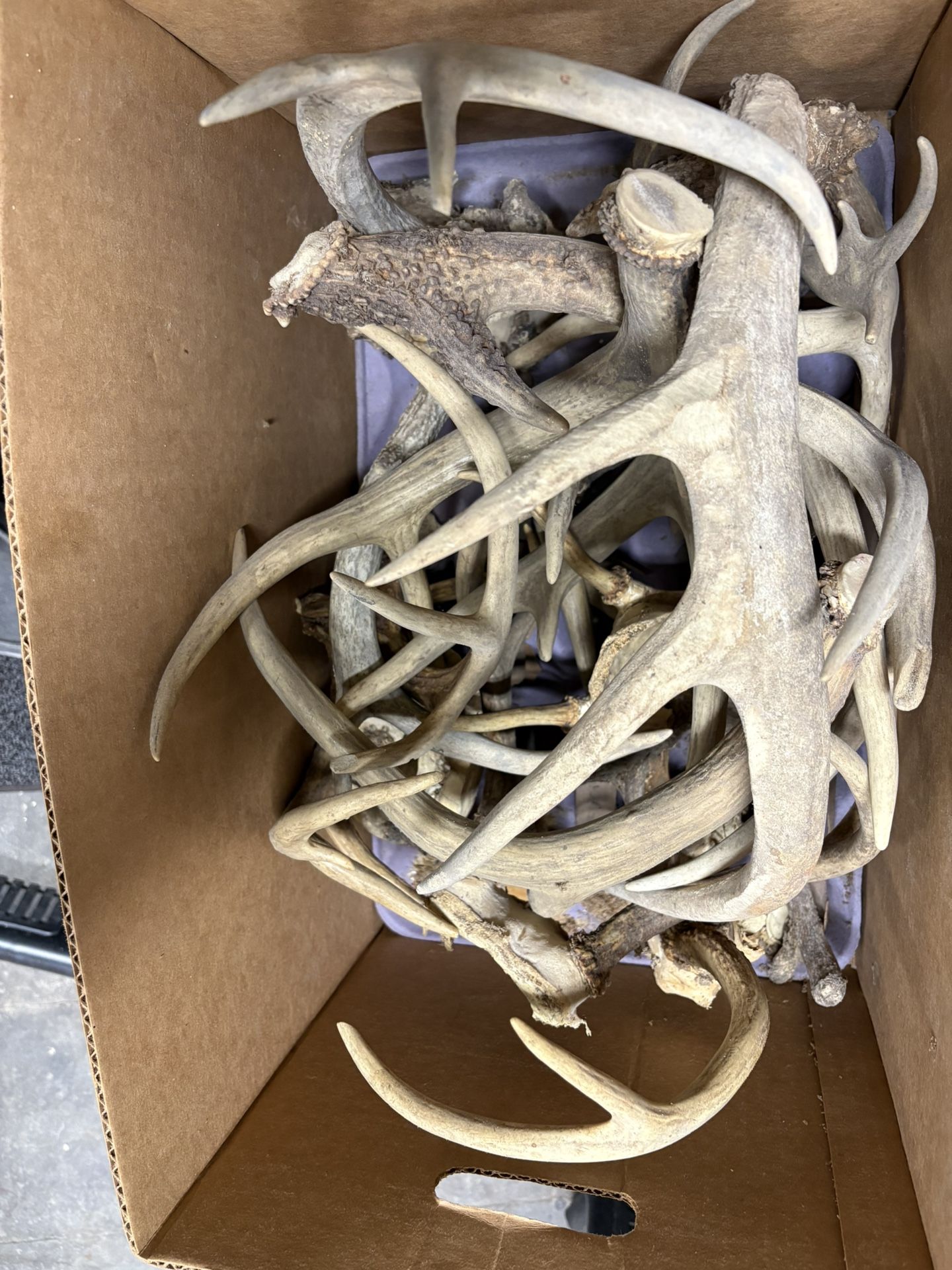 Box. Full. Of. Deer. Antlers