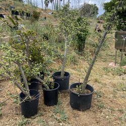 Dwarf jade trees 5ft tall