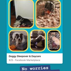Doggy Sleepover & Daycare 