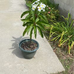 Plumeria