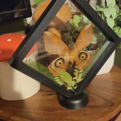 Moth Taxidermy