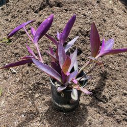 Purple Hearts 1 Gallon Succulent Plant