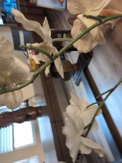 Faux White Orchid Stem Arrangement - Silk Flowers
