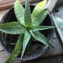Large Aloe Plant, Plant Only