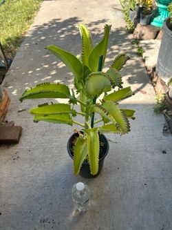 Kalanchoe