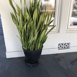 Snake Plant