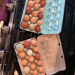 Fresh Eggs