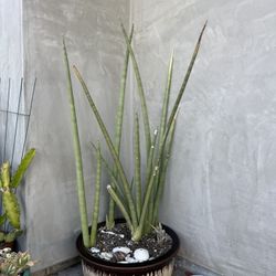 Large Starfish Snake Plant With Pot