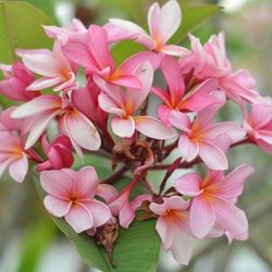 1ft+ Plumeria Flower Live Plant, Well Established