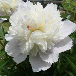 White Peony Plqnt