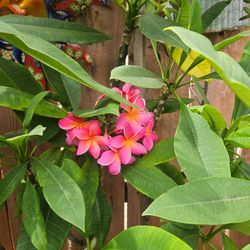 Plumeria Plant