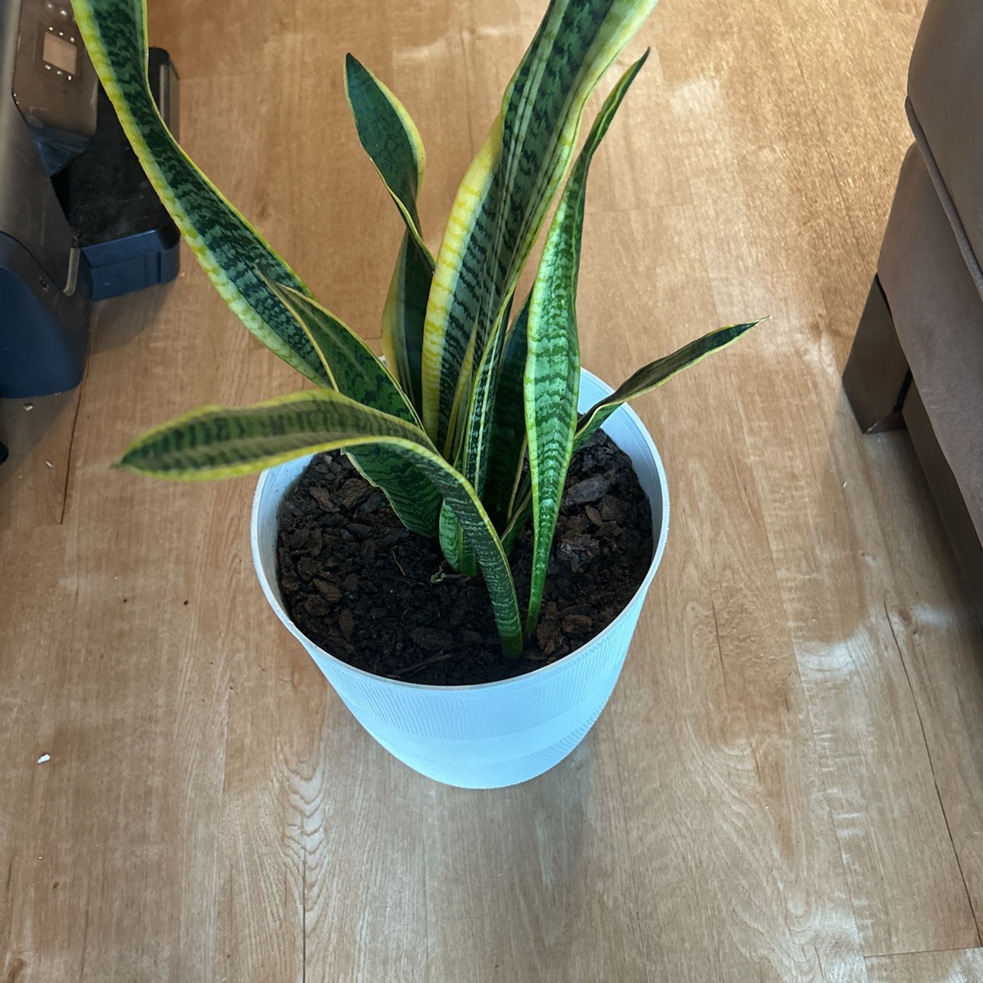 Snake Plant