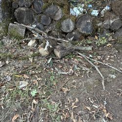 Free Firewood, Wood Rounds, Telephone Poles