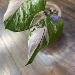Variegated Monstera Albo Plant With A Couple Smaller Leaves Coming Out