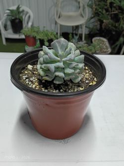 Echeveria 'Cubic Frost' What is this plant? Echeveria 'Cubic Frost' is a succulent plant that grows up to 20 cm tall, with lilac to pinkish-lilac leav