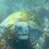 SD Snorkeler