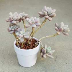 Succulents plants 🪴 