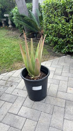 Large Green Aloe Vera plant