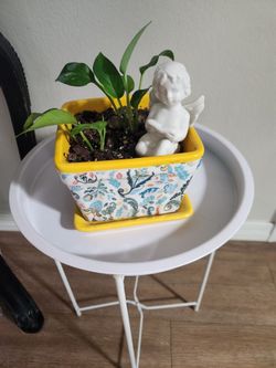 Golden pothos in 6" Ceramic Planter