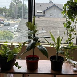 2 Pothos, Rubber Plant & Corn Plant