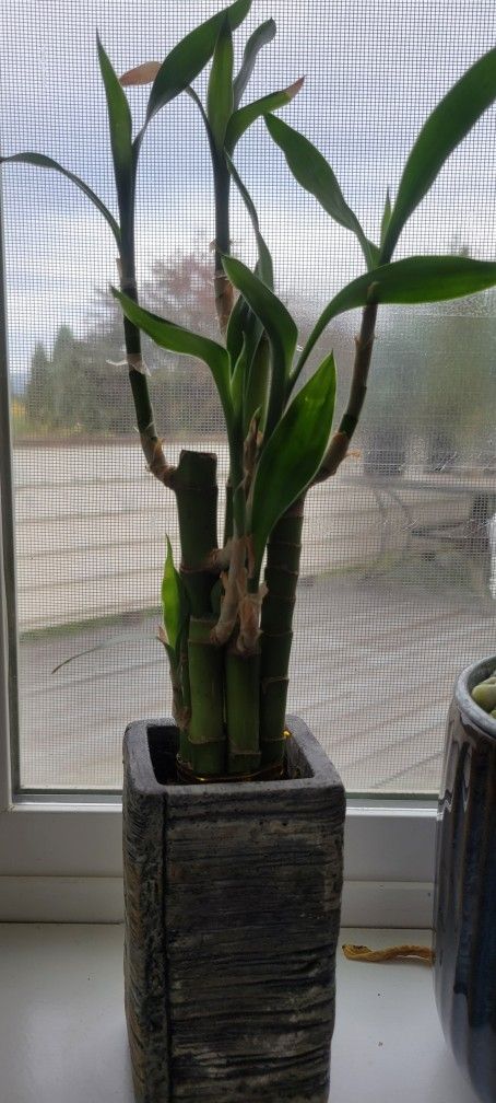Lucky Bamboo