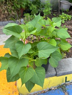 Sweet potato plants