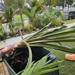 Large Queen Emma Lily