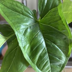 Planta