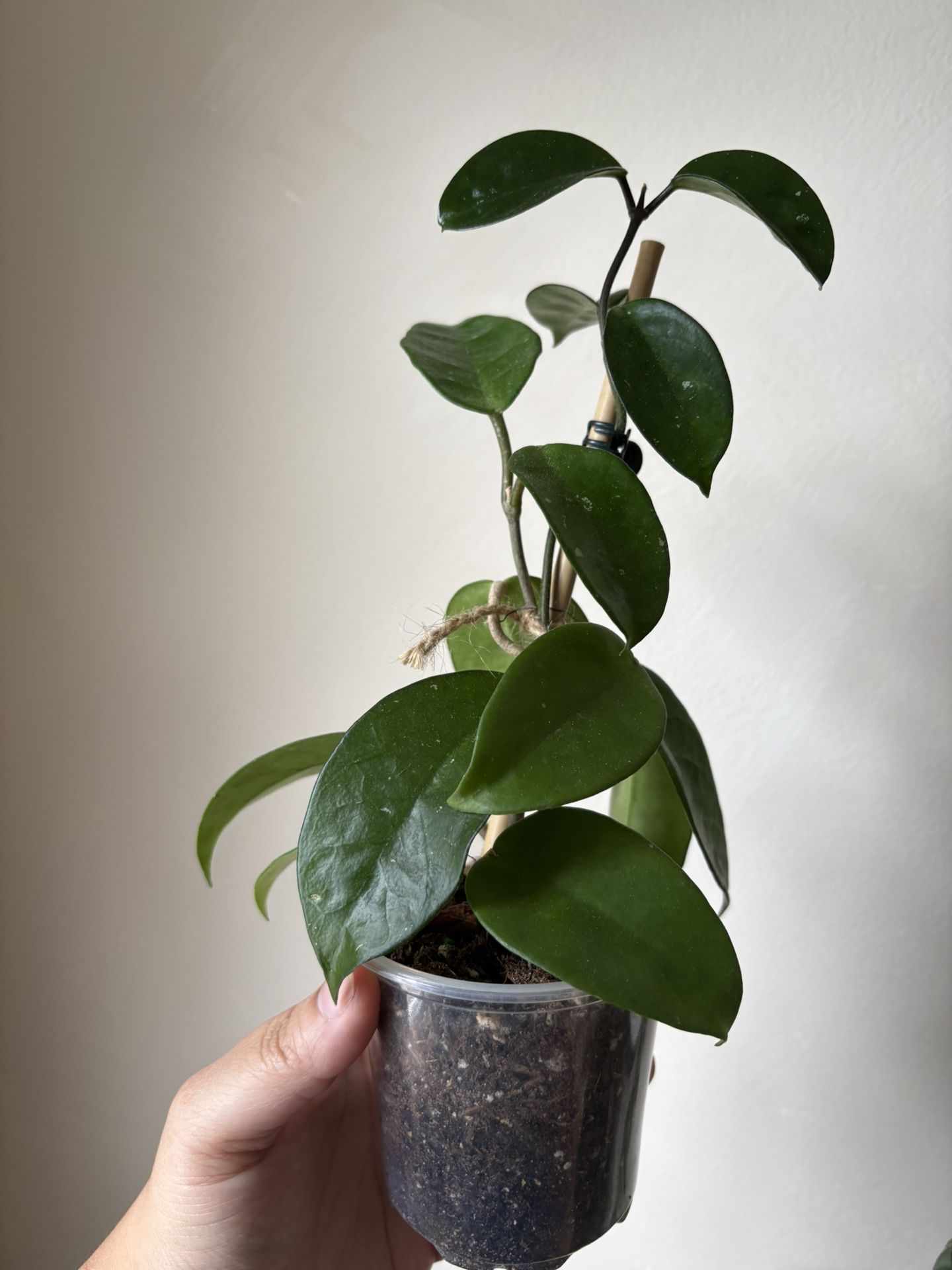 Hoya Wax Plant