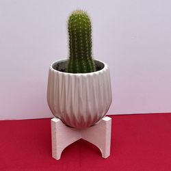 Succulent Cactus