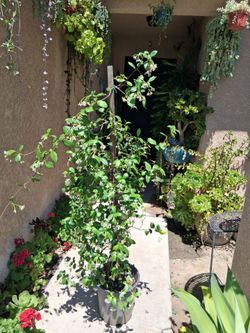Blooming Star Jasmine Plant $45