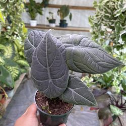 4” alocasia maharani