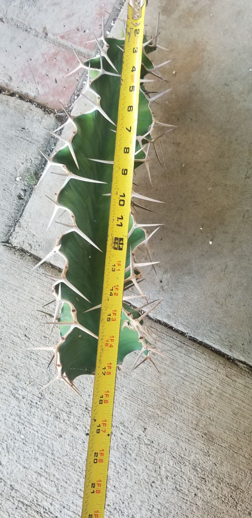 Zig zag and Peruvian apple cactus