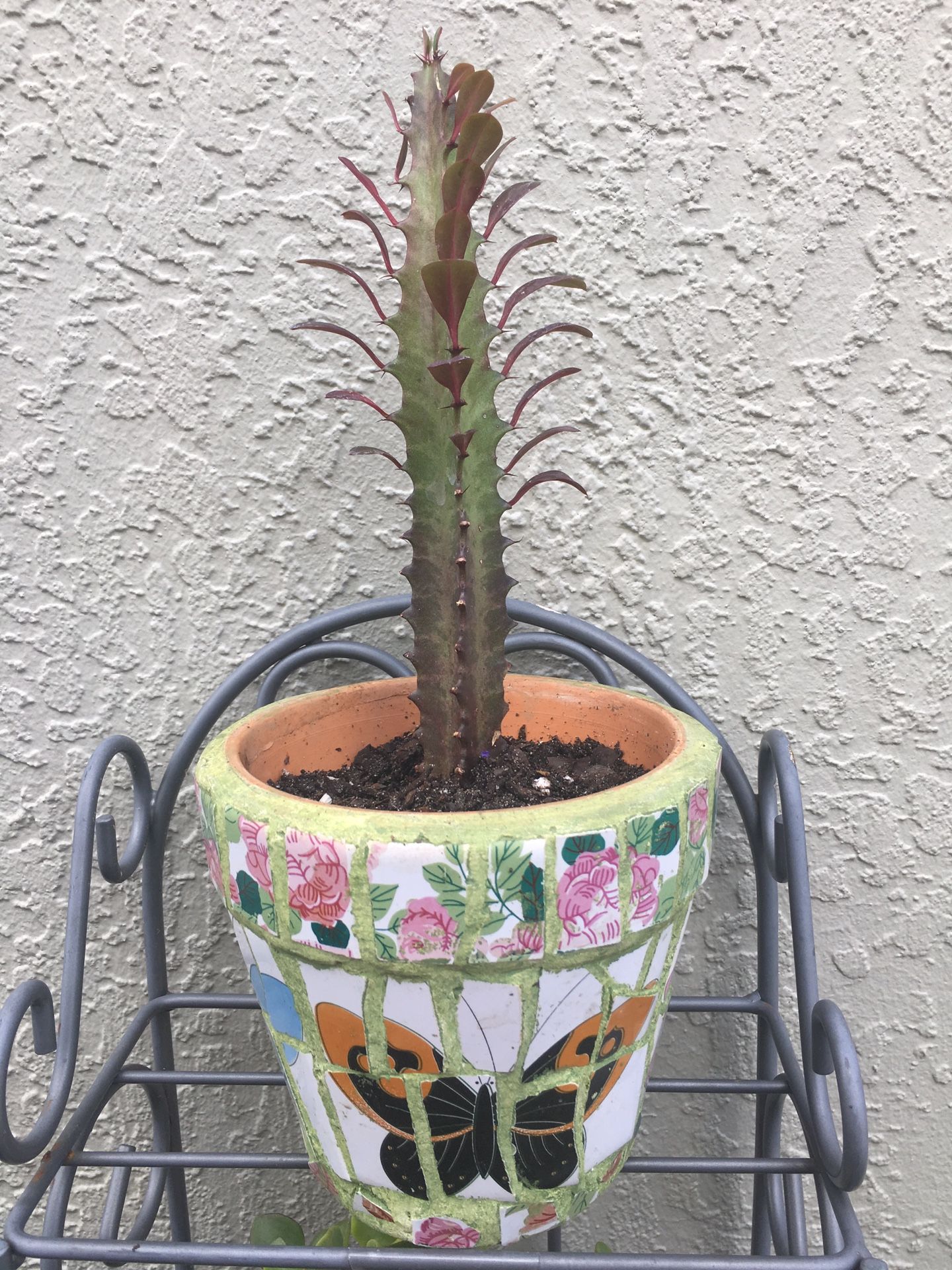 African Milk Tree In Mosaic Terra-cotta Pot