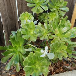 Large ,succulent Plant. for Sale in Murrieta, CA - OfferUp