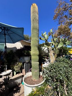 🌵 LARGE GOLDEN SAGUARO CACTUS FOR SALE — $2,750 OBO