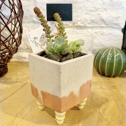 Planter / Pot With Real Succulents 🌵