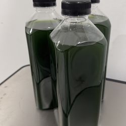 Phytoplankton, Really high concentration. 32oz
