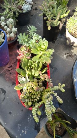 Suculentas