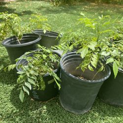Curry Leaf Plants