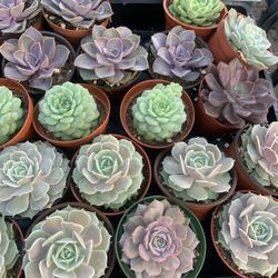 Premium 4 Inch Succulents- $2 Each