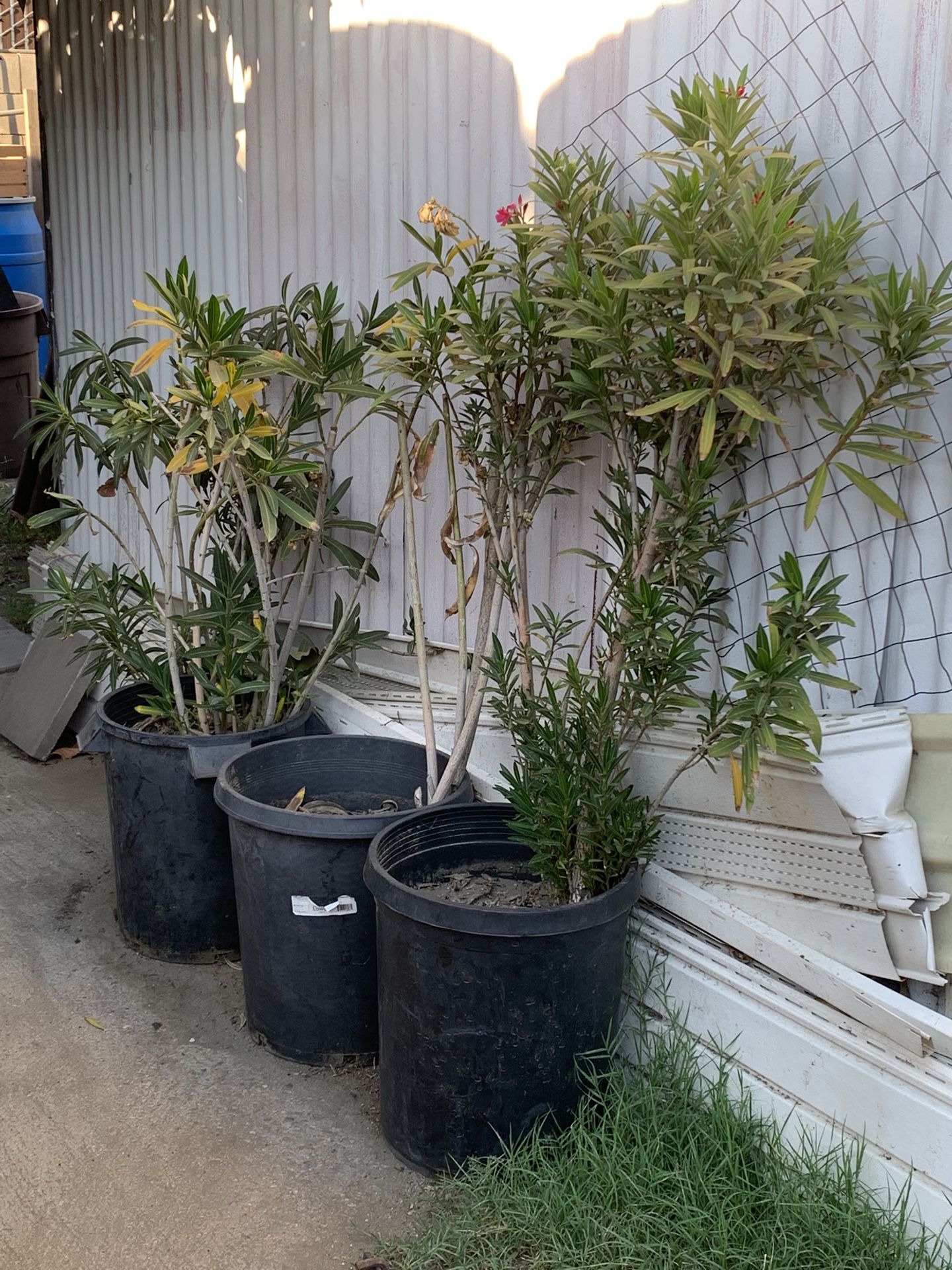 Oleanders