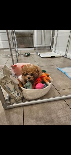 Pet gate