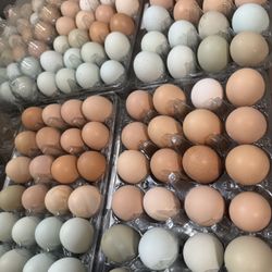 Blanquillos/ Eggs