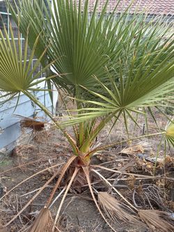 Free Palm Tree