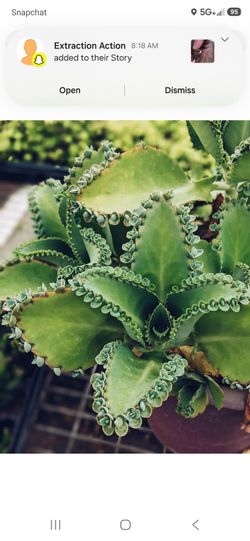 Succulent  "mother of thousands", 6" pot, see 2nd pic